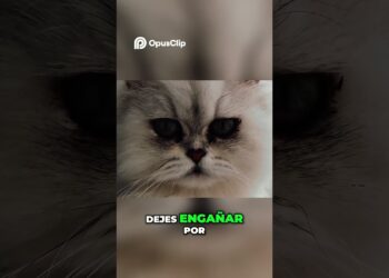 Gatos elegantes  ¡Realeza felina! #gatosgraciosos #gatopersa #gatos #gatoshermosos #gatos