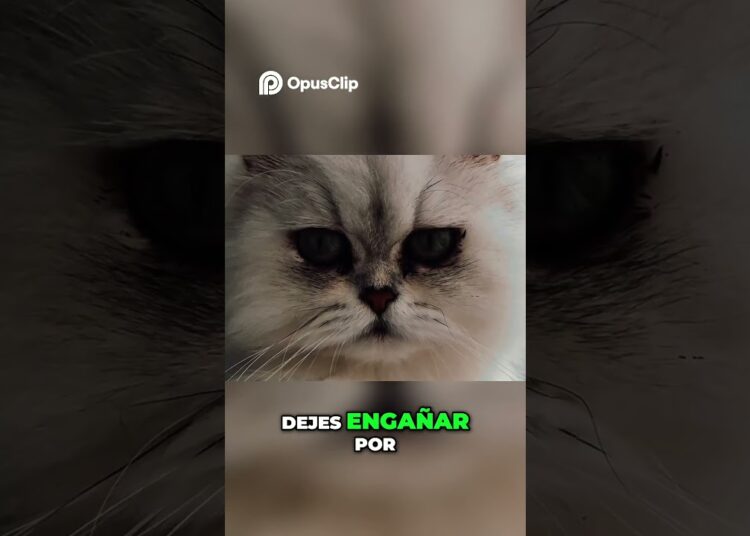 Gatos elegantes  ¡Realeza felina! #gatosgraciosos #gatopersa #gatos #gatoshermosos #gatos