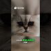 Gatos elegantes ¡Realeza felina! #gatosgraciosos #gatopersa #gatos #gatoshermosos #gatos