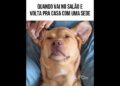 Altas fofocas no salão #piadasrapidas #pets #humor #animaisdublados