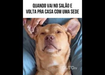 Altas fofocas no salão #piadasrapidas #pets #humor #animaisdublados