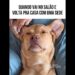 Altas fofocas no salão #piadasrapidas #pets #humor #animaisdublados