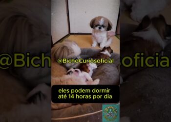 🐶💖 SHIH TZU: O PEQUENO REI DA REALEZA!