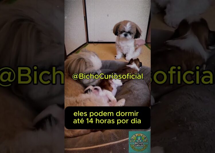 🐶💖 SHIH TZU: O PEQUENO REI DA REALEZA!