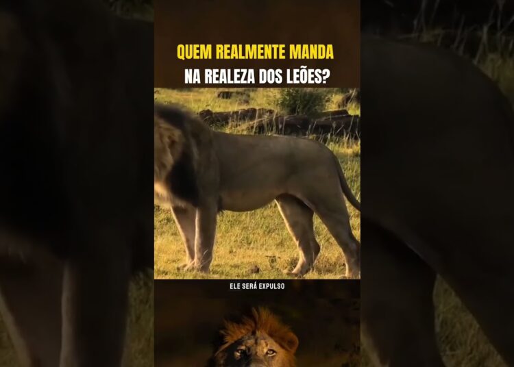 Quem realmente manda na realeza dos leões?