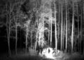 Bon Iver estreará novas músicas via feed de câmera de trilha 24/7 configurada na floresta