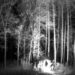 Bon Iver estreará novas músicas via feed de câmera de trilha 24/7 configurada na floresta