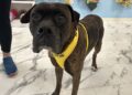 Boxerpalooza para oferecer serviços e entretenimento gratuitos em Myrtle Beach