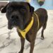 Boxerpalooza para oferecer serviços e entretenimento gratuitos em Myrtle Beach
