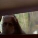 'Candlewood' protege a distribuição do VOD com o Mill Creek Entertainment