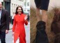 Kate Middleton e o príncipe William conseguiram um novo filhote?