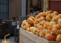 Melhor de Cu '25 | Melhor entretenimento fora do campus: Curtis Orchard e Pumpkin Patch