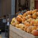 Melhor de Cu '25 | Melhor entretenimento fora do campus: Curtis Orchard e Pumpkin Patch