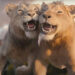 'Mufasa' jovens estrelas sobre como a música de sucesso viral da Disney se uniu (clipe exclusivo)