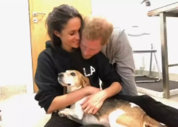 O rei Charles fala com seu filho Harry e tudo dá uma guinada com Meghan Markle: confirmou