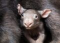 Que indignação o influenciador infligiu ao bebê wombat?