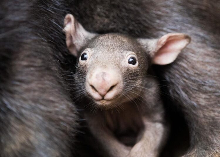 Que indignação o influenciador infligiu ao bebê wombat?
