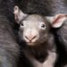 Que indignação o influenciador infligiu ao bebê wombat?