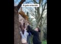 maclovio. postrence ante su realeza 🤣🤣😾😾🐈🐈👑 🤣🤣 #humor #pets#parati#risas