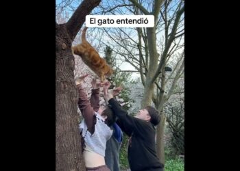maclovio. postrence ante su realeza 🤣🤣😾😾🐈🐈👑 🤣🤣 #humor #pets#parati#risas