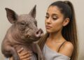 OS PETS MAIS EXÓTICOS DAS CELEBRIDADES – Você Teria Coragem?