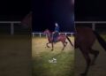 Realeza da Santa Vitória Leilão Elite Haras Santa Vitória #INOVAMARCHADOR