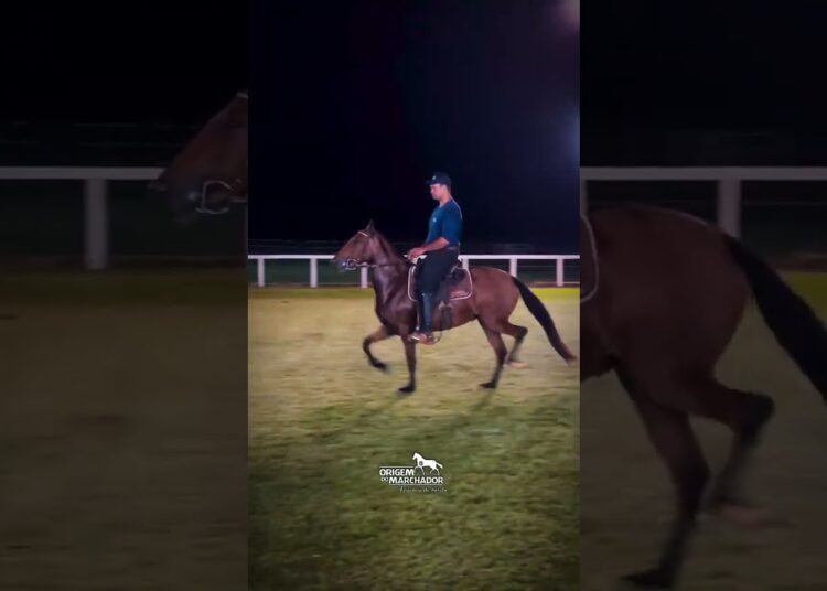 Realeza da Santa Vitória Leilão Elite Haras Santa Vitória #INOVAMARCHADOR