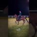 Realeza da Santa Vitória Leilão Elite Haras Santa Vitória #INOVAMARCHADOR