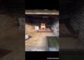 El perro de la realeza