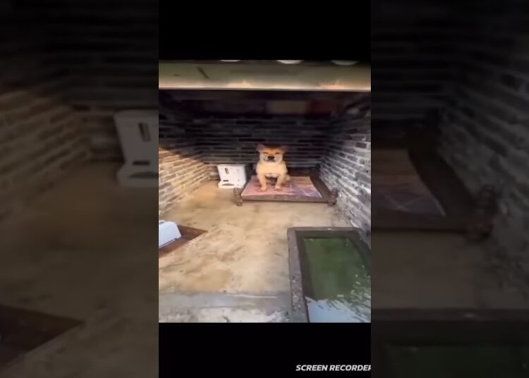 El perro de la realeza
