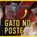 FOFOCAS DE SANTA CATARINA – Indavírus | Gustavo Pórco e Lauro Antigo