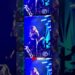bruna Marquezine muda o visua.#brunamarquezine #fofocas #noticias #noticiasdosfamosos l