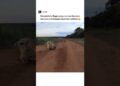 Se não filma ninguém acreditaria🤯 #video #fofocas #animais #viral