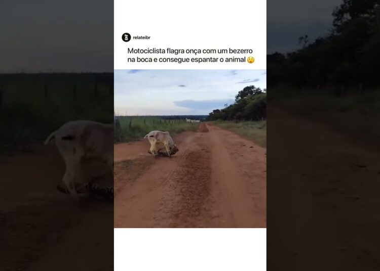 Se não filma ninguém acreditaria🤯 #video #fofocas #animais #viral