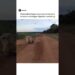 Se não filma ninguém acreditaria🤯 #video #fofocas #animais #viral