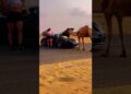 Dubai Royalty Richer Than Elon Musk & Feeding Camels in Supercars#shortvideo