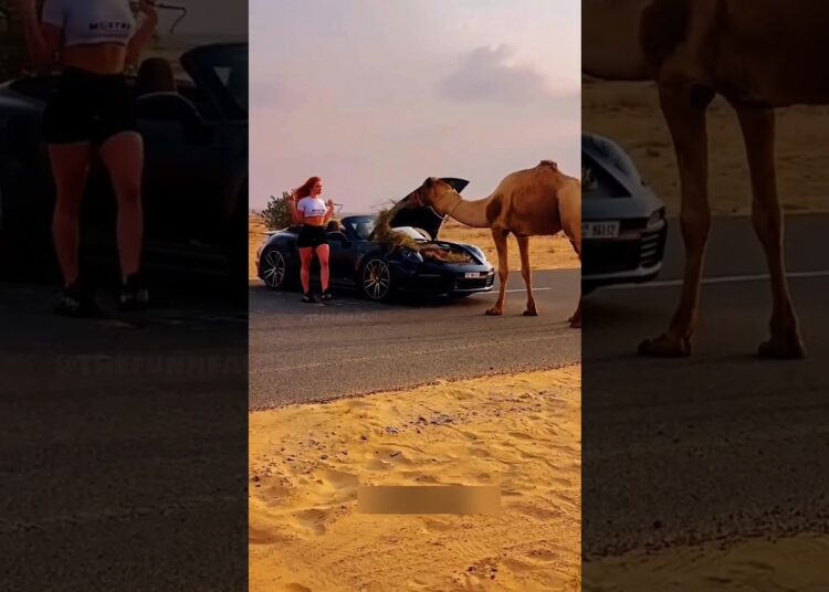 Dubai Royalty Richer Than Elon Musk & Feeding Camels in Supercars#shortvideo