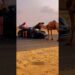 Dubai Royalty Richer Than Elon Musk & Feeding Camels in Supercars#shortvideo