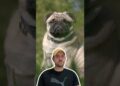 Os pugs eram da realeza
