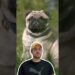 Os pugs eram da realeza