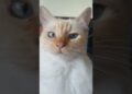 Lolla 😻 #cat #pet #catlovers #linda #cute #love #amor #gata #realeza #royals