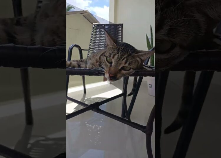 realeza descansando #shorts #humor #youtubecreator #donadecasa #engraçado #interior #brasil
