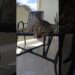 realeza descansando #shorts #humor #youtubecreator #donadecasa #engraçado #interior #brasil