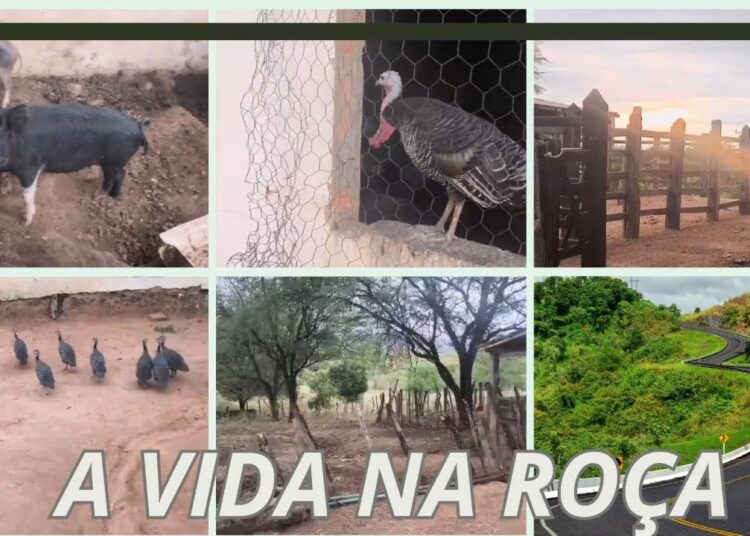VISITANDO A FAZENDA REALEZA EM ITAITE BAHIA