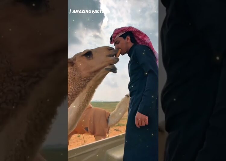 In Dubai, even camels live a royal life #shortsvideo