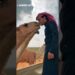 In Dubai, even camels live a royal life #shortsvideo