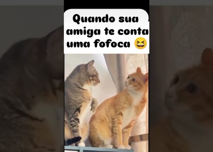 ela já gosta de uma.fofoca  #fofocas #fofoqueira #amigafofoqueirq #memes