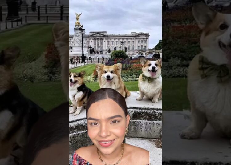 #rainhaelizabeth #rainha #monarquia #história #realeza #curiosidades #vocêsabia? #cachorros #estudar