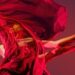 As empresas de dança de Colorado Springs colaboram pela primeira vez | Artes e entretenimento
