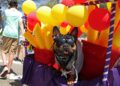 Entretenimento: cães no desfile no domingo para Barkus no Main